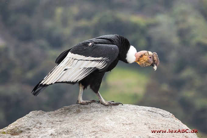 andeskondor - Vultur gryphus