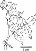 kartoffel - Solanum tuberosum