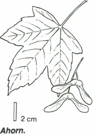 ahorn - Acer pseudoplatanus