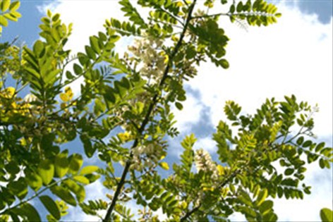 Acacia