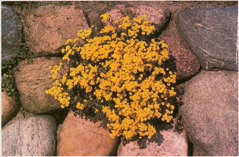 Alyssum