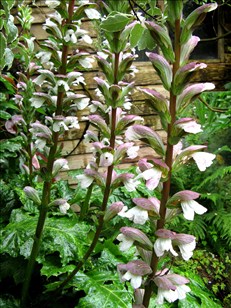 Acanthus