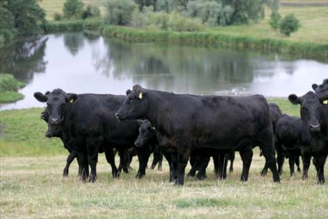 aberdeen-angus