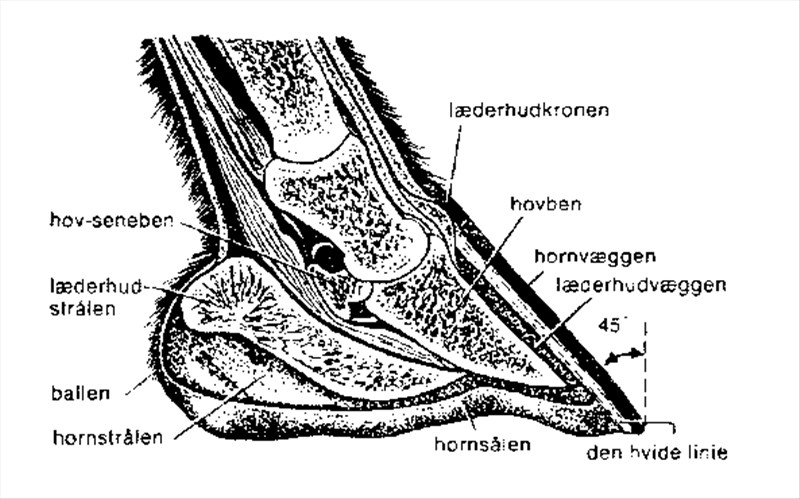 Artikel billede