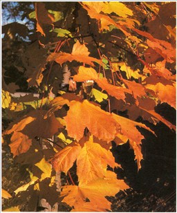ahorn - Acer pseudoplatanus