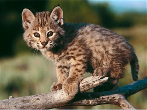 sagtmodighed silke Trin bobcat - Lynx rufus