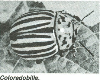 Artikel billede