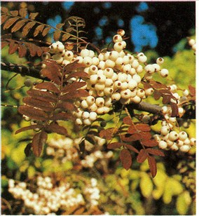 akselrøn - Sorbus aria