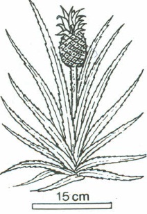 ananas - Ananas sativus