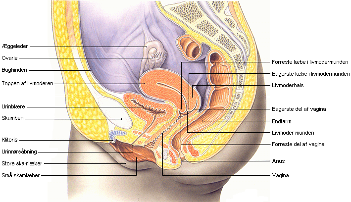 abortiv-æg