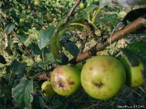 abild - Malus sylvestris