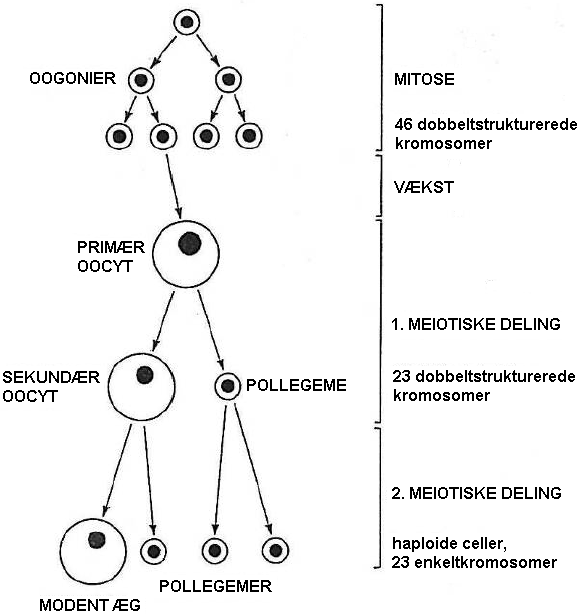 abortiv-æg