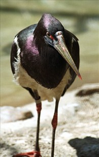 abdimstork - Sphenorhynchus abdimii