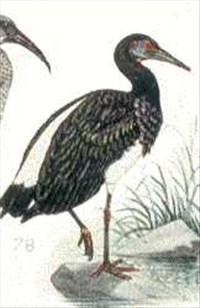 abdimstork - Sphenorhynchus abdimii