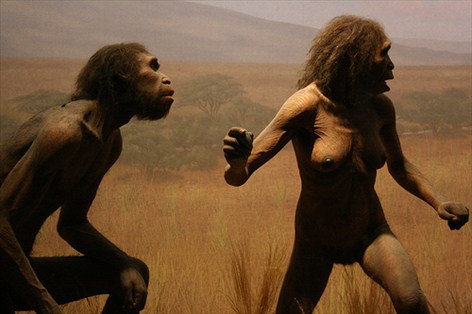 abemenneske - Homo erectus