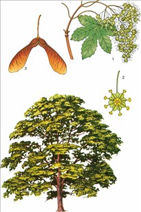 ahorn - Acer pseudoplatanus