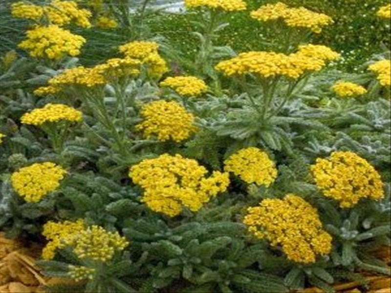 Achillea