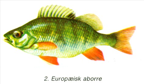 aborre - Perca fluviatilis