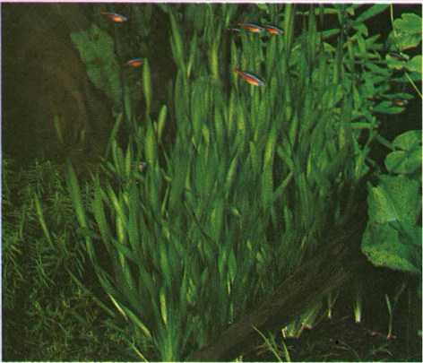 akvarieplante