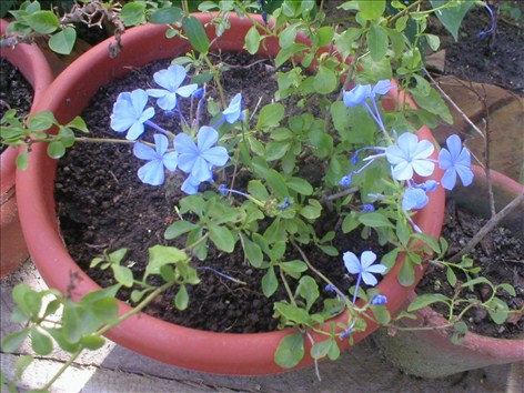 blyrod - Plumbago capensis