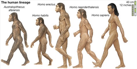 abemenneske - Homo erectus