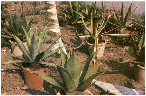 Agave