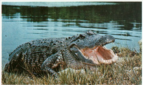 alligator - Alligator