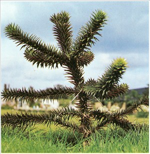 abetræ - Araucaria araucana