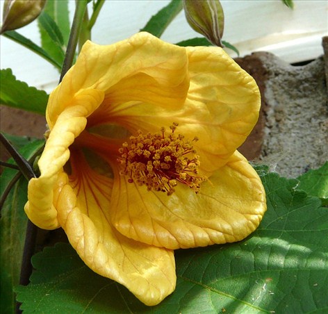 Abutilon