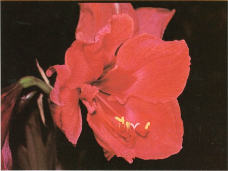 amaryllis - Amaryllis belladonna