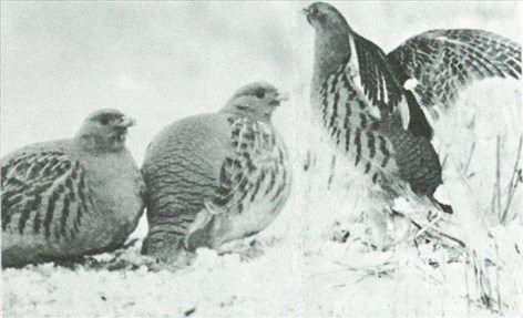 agerhøne - Perdix perdix