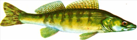 aborre - Perca fluviatilis