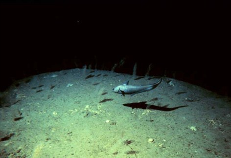 abyssal