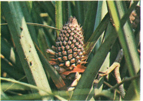 ananas - Ananas sativus