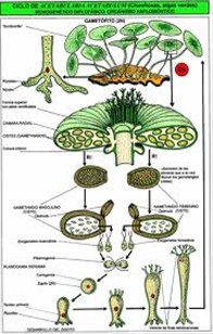 Acetabularia