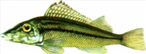 aborre - Perca fluviatilis