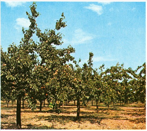 abrikostræ - Prunus armeniaca