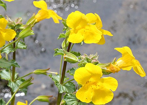 abeblomst - Mimulus