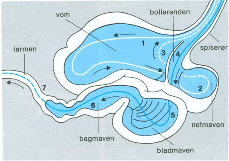 Artikel billede