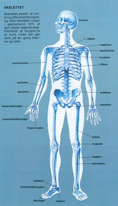 MENNESKE II - SKELETTET