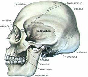 MENNESKE II - SKELETTET