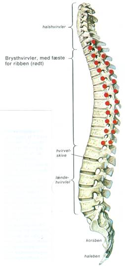 MENNESKE II - SKELETTET