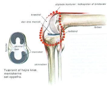 MENNESKE II - SKELETTET