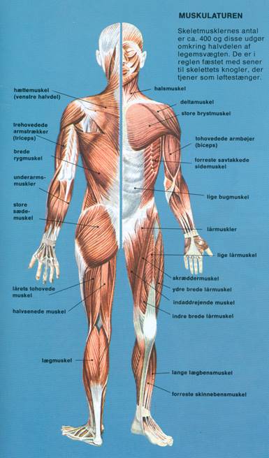 MENNESKE III - MUSKULATUREN