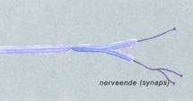 MENNESKE IX NERVESYSTEMET II