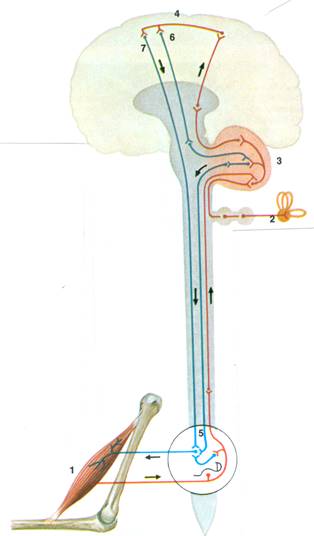 MENNESKE IX NERVESYSTEMET II