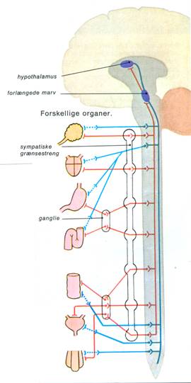 MENNESKE IX NERVESYSTEMET II