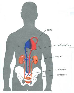 MENNESKE VII - URINORGANER