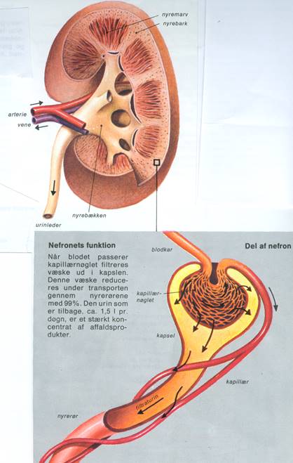 MENNESKE VII - URINORGANER