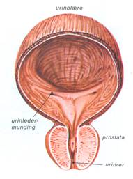 MENNESKE VII - URINORGANER